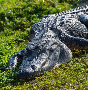 Alligator in Florida