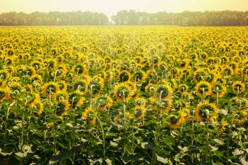 Sunflowers