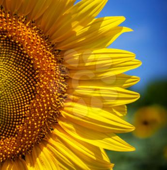 Sunflowers