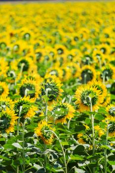 Sunflowers