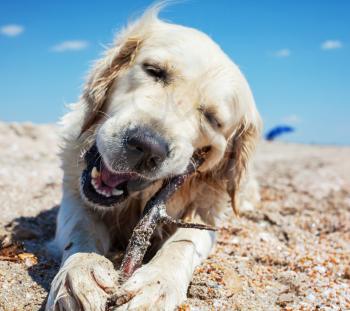 dog on beach