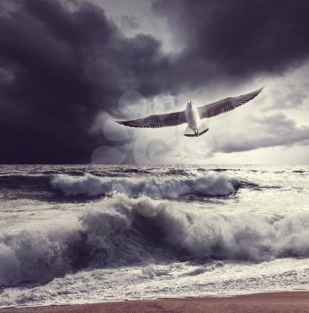 Sea gull and waves