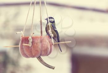 Greater titmouse bird sitting on a seed-can.