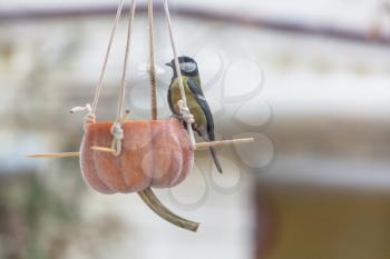 Greater titmouse bird sitting on a seed-can.