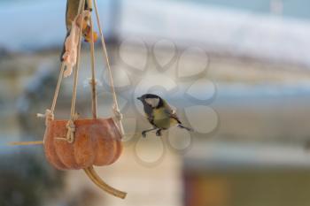 Greater titmouse bird sitting on a seed-can.