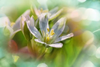 Snowdrops in spring season