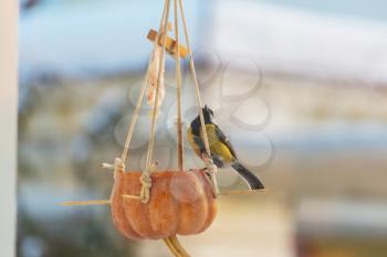 Greater titmouse bird sitting on a seed-can.