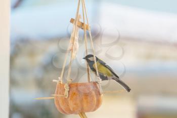 Greater titmouse bird sitting on a seed-can.