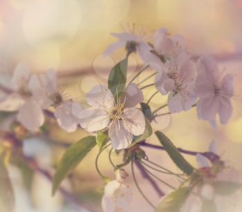 Flowers of the cherry blossoming in the spring garden