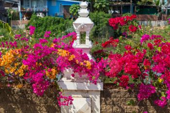 Colorful flowers in bougainvillea in the street