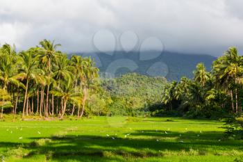 Rural tropical landscapes in Palawan island, Philippines.