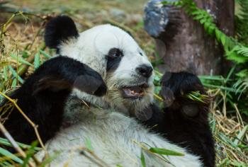 Pretty Giant Panda