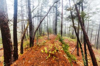 Magic misty forest