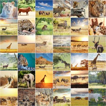 african safari collages