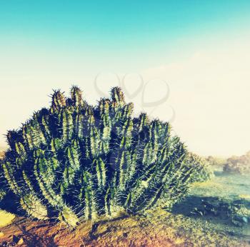 Cactus in Western Sahara