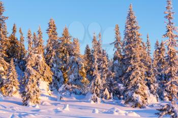 Winter forest