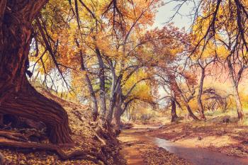 Colorful sunny forest scene in Autumn season with yellow trees in clear day.