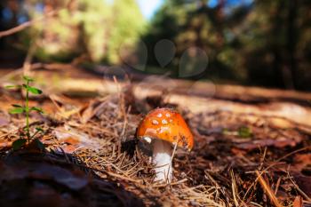 Colorful mushrooms in the woods in fall season.