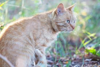 adult domestic cat sitting in grass
