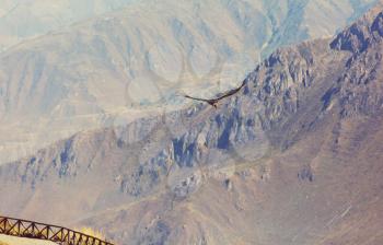 Flying condor in the Colca canyon,Peru