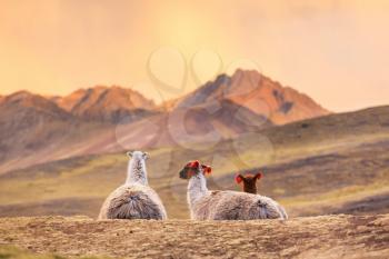 Llama in remote area of Argentina