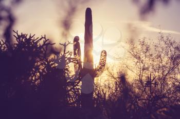 Saguaro National Park