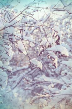 Scenic snow-covered forest in winter season. Good for Christmas background.