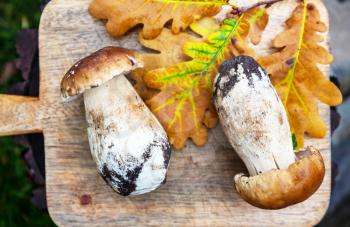 Autumn mushrooms for cooking
