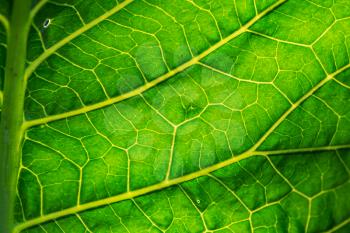 Green leaves close up in garden