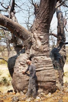 Tourist near big baobab tree in Namibia, Africa