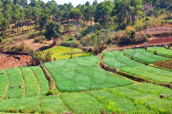 Small rice plants in a breeding field glow in a bright green color in Myanmar