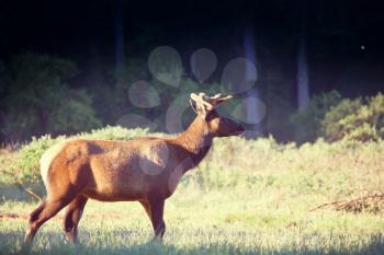 Wild elks grazing on a meadow 