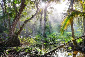 Misty Rainforest in  Costa Rica,  Central America