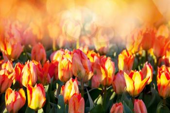 Group of colorful tulip in spring garden.  Bright colorful tulip photo background. Amazing spring concept and background.