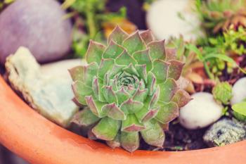 Succulent plants in exotic garden