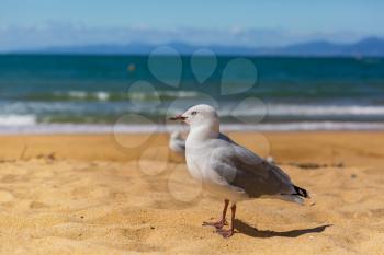 Sea gull in New Zealand coast