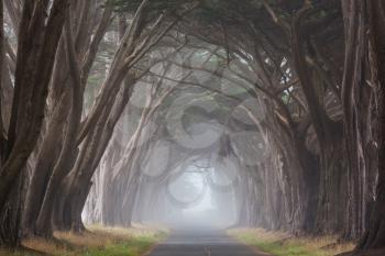 Misty trees alley in foggy weather.