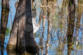 White Ibis  in a Everglades National Park, USA,  Florida