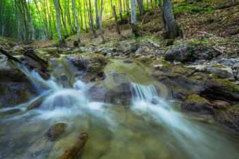 Fast stream in the green woods