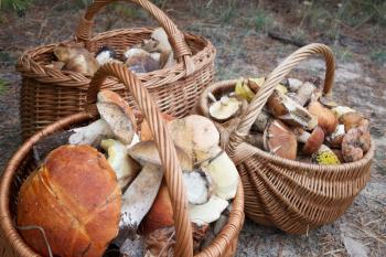 Seasonal autumn mushrooms in basket in the forest