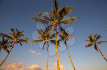 Palm shadow on the sandy beach