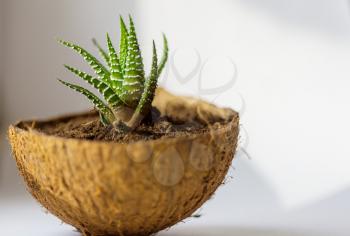 Potted flowers on the windowsill in a coconut pot. Adorable home creative design.