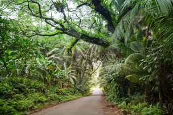 Dirt road in remote jungle in Big Island, Hawaii