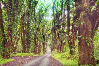 Dirt road in remote jungle in Big Island, Hawaii