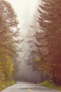 Magic misty forest
