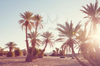 Palms plantation in Moroccan desert, Africa