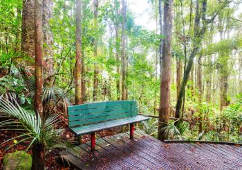 Wood bench in the tropical forest, New Zealand 