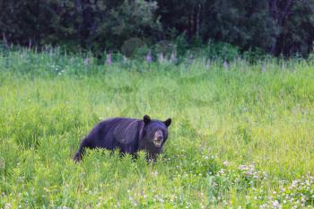 Black bear in the forest, Canada, summer season