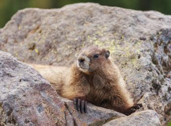 marmot