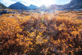 Sunny autumn meadow